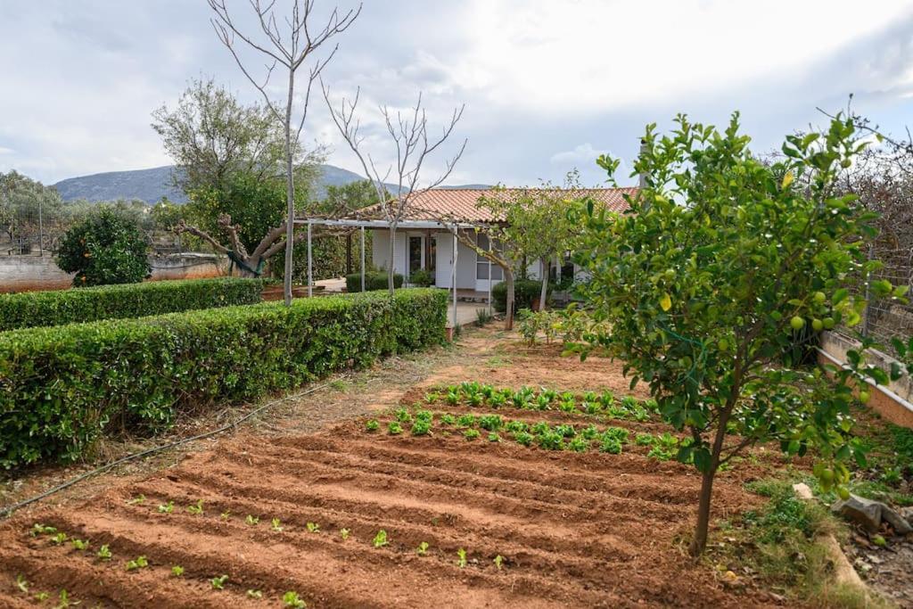 Farmbill Villa Markópoulon Exterior foto